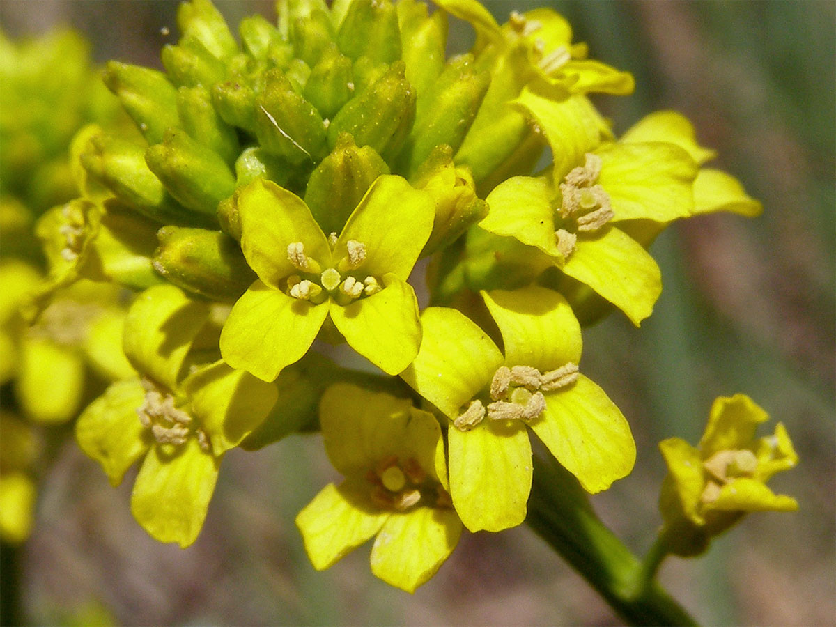 Barborka obecná (Barbarea vulgaris R. Br.)