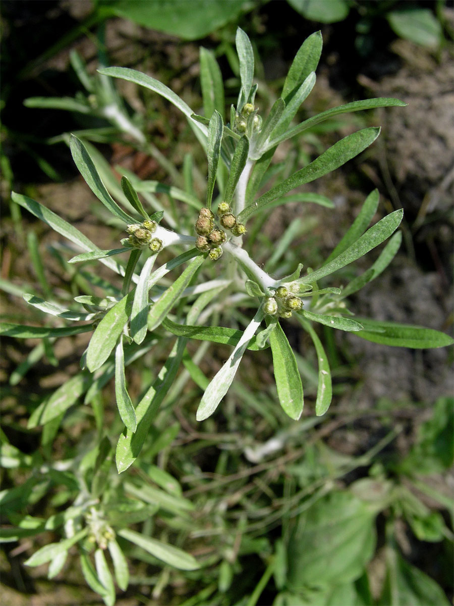 Protěž bažinná (Gnaphalium uliginosum L.)