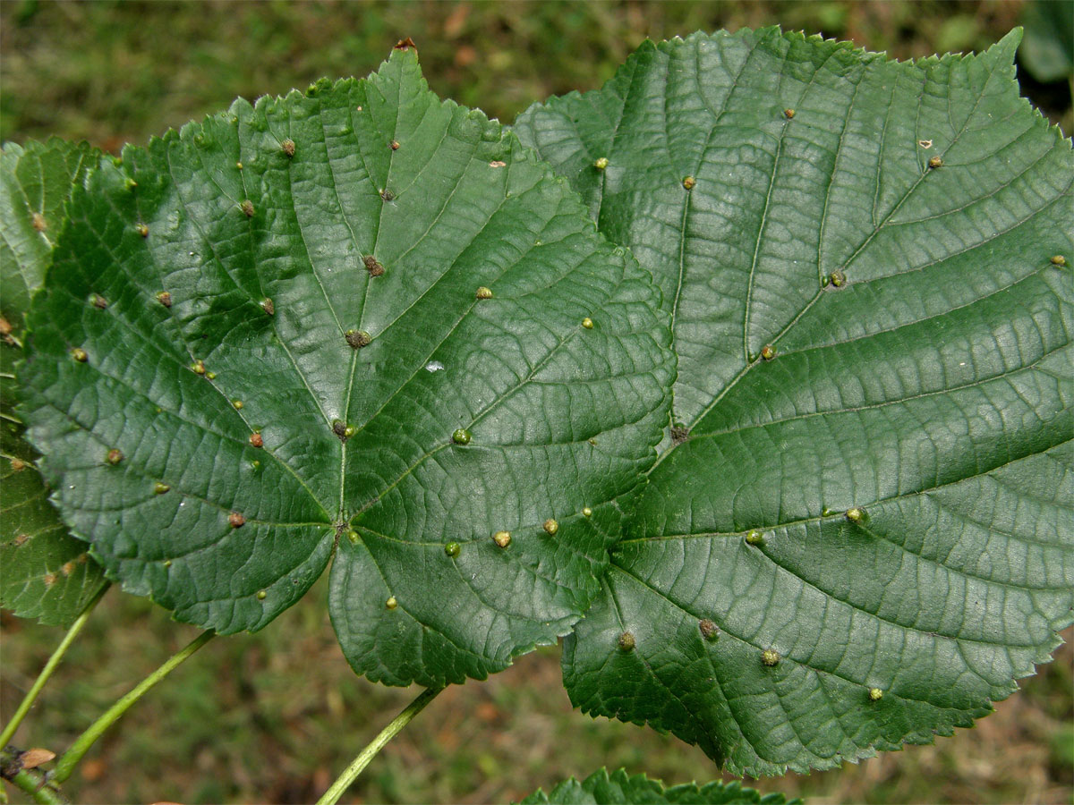 Hálky vlnovníka Eryophyes exilis