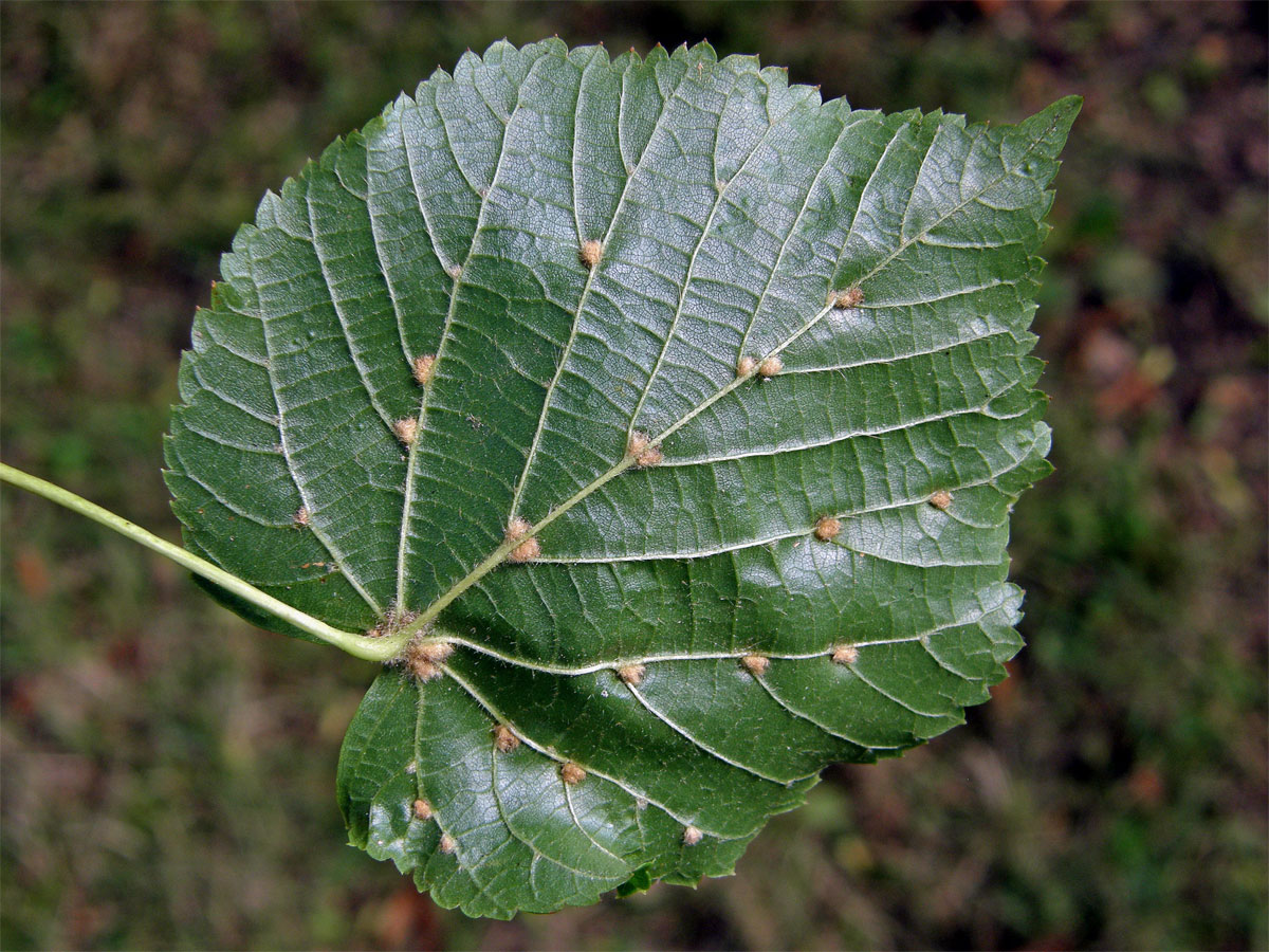 Hálky vlnovníka Eryophyes exilis