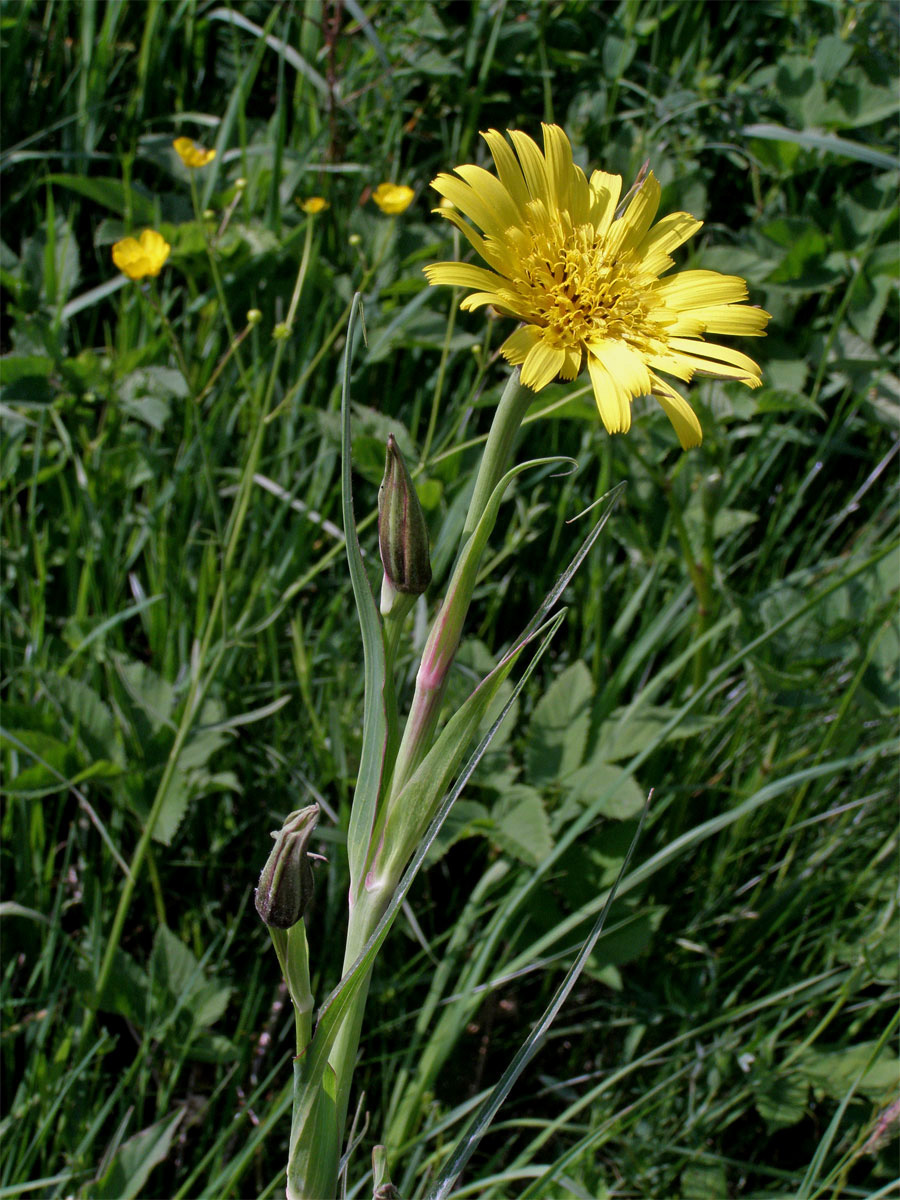 Kozí brada luční (Tragopogon pratensis L.)