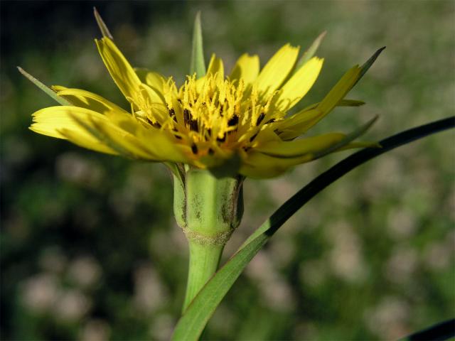 Kozí brada luční (Tragopogon pratensis L.)