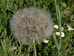 Kozí brada luční (Tragopogon pratensis L.)