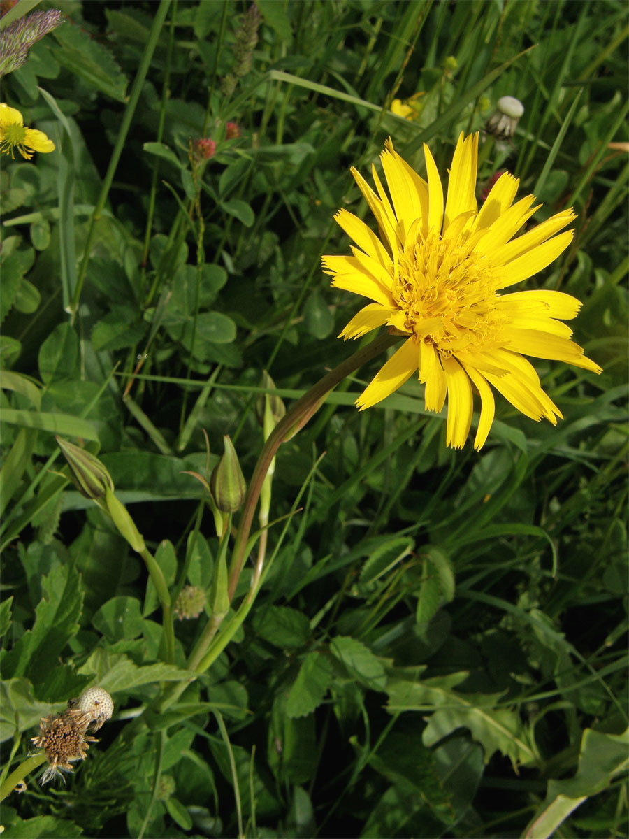 Kozí brada východní (Tragopogon orientalis L.)