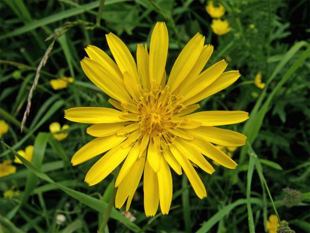 Kozí brada východní (Tragopogon orientalis L.)