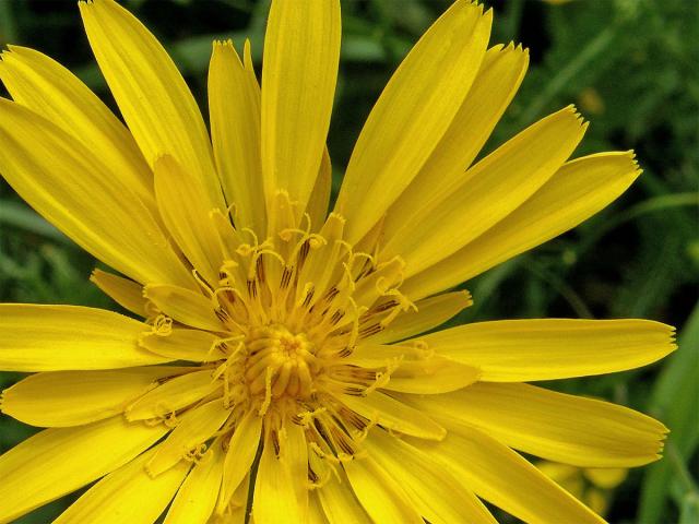 Kozí brada východní (Tragopogon orientalis L.)