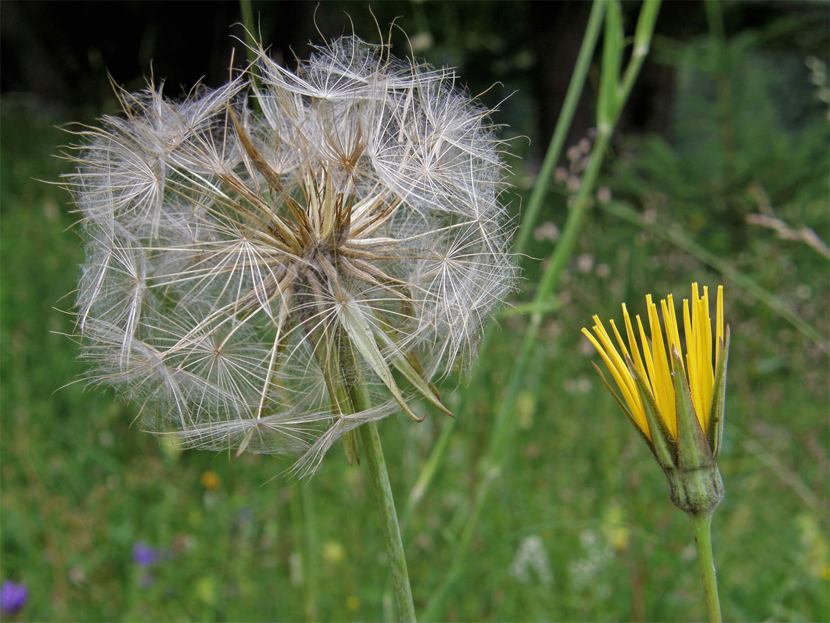 Kozí brada východní (Tragopogon orientalis L.)