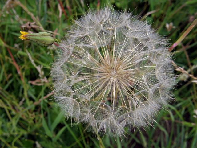 Kozí brada východní (Tragopogon orientalis L.)