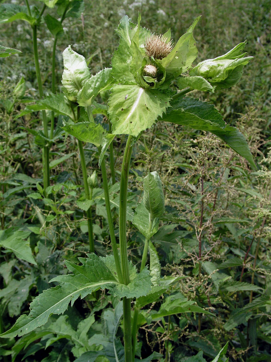 Pcháč zelinný (Cirsium oleraceum (L.) Scop.)