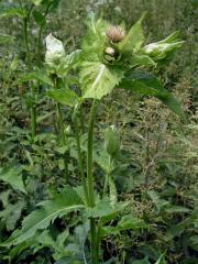 Pcháč zelinný (Cirsium oleraceum (L.) Scop.)
