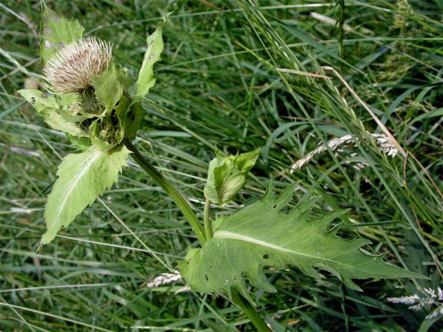 Pcháč zelinný (Cirsium oleraceum (L.) Scop.)