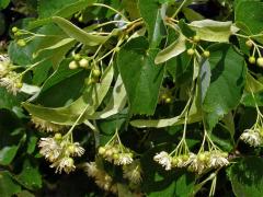 Lípa srdčitá - malolistá (Tilia cordata Mill.)