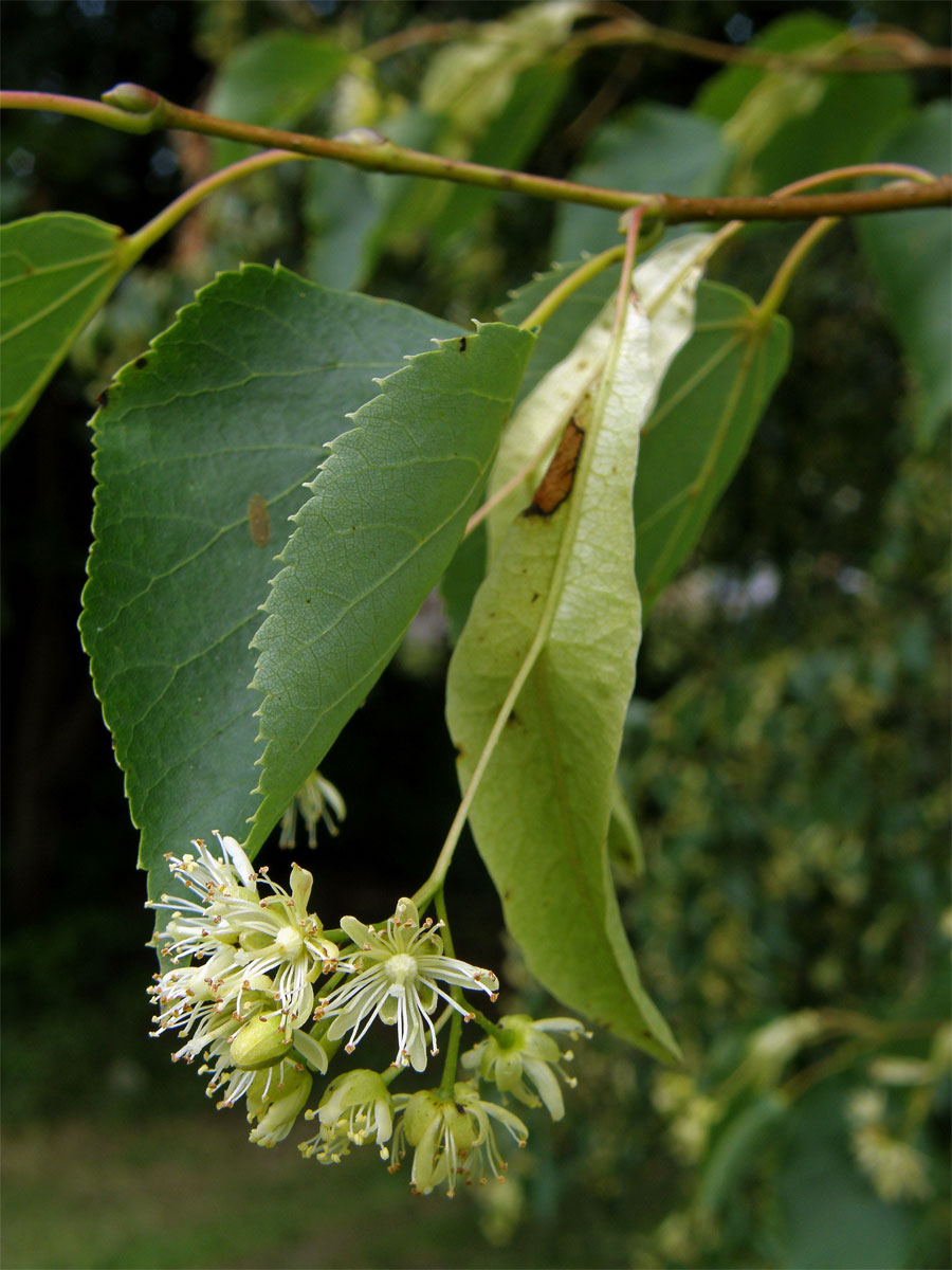 Lípa srdčitá - malolistá (Tilia cordata Mill.)