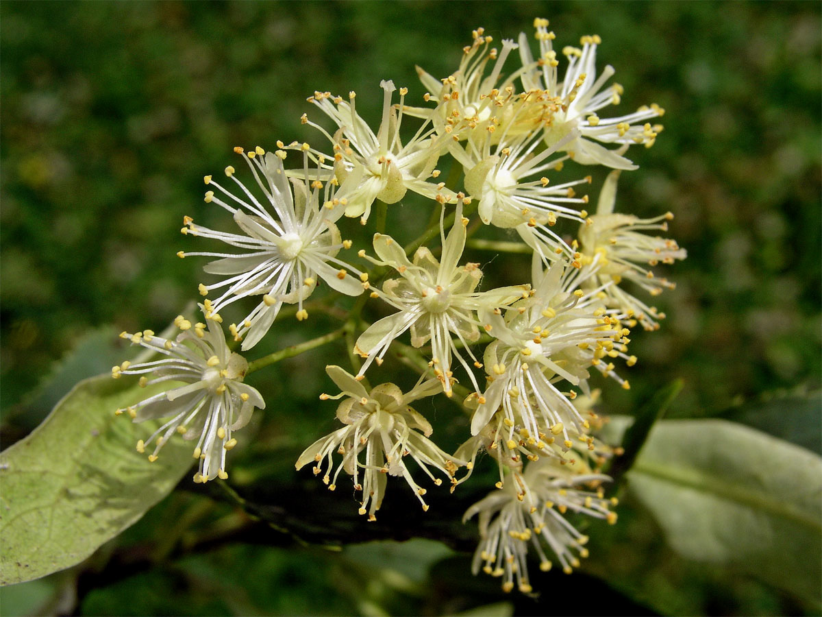 Lípa srdčitá - malolistá (Tilia cordata Mill.)