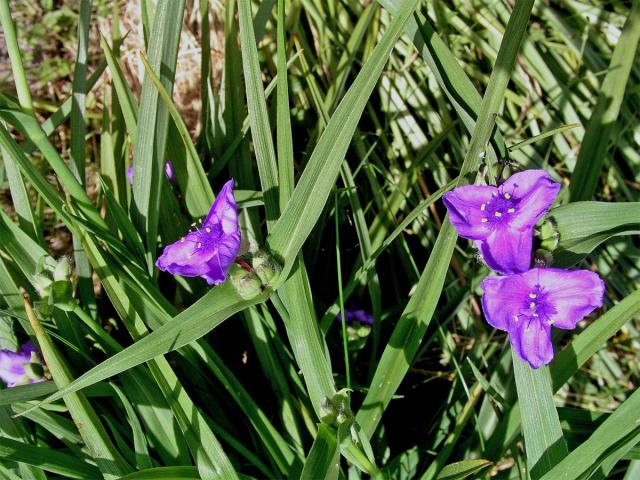 Podeňka Andersonova (Tradescantia x andersoniana Ludwig et Rohweder)