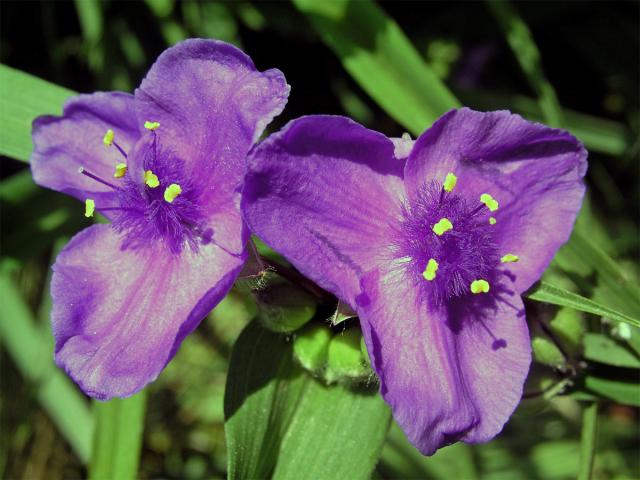 Podeňka Andersonova (Tradescantia x andersoniana Ludwig et Rohweder)