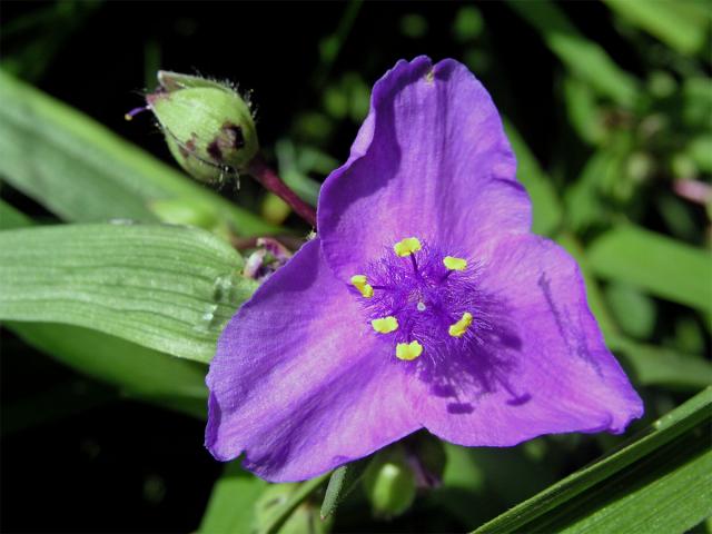 Podeňka Andersonova (Tradescantia x andersoniana Ludwig et Rohweder)