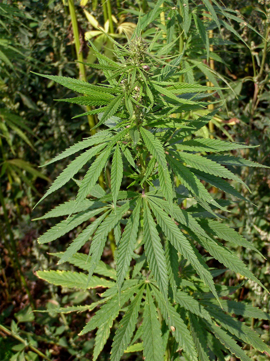 Konopí seté (Cannabis sativa L.)