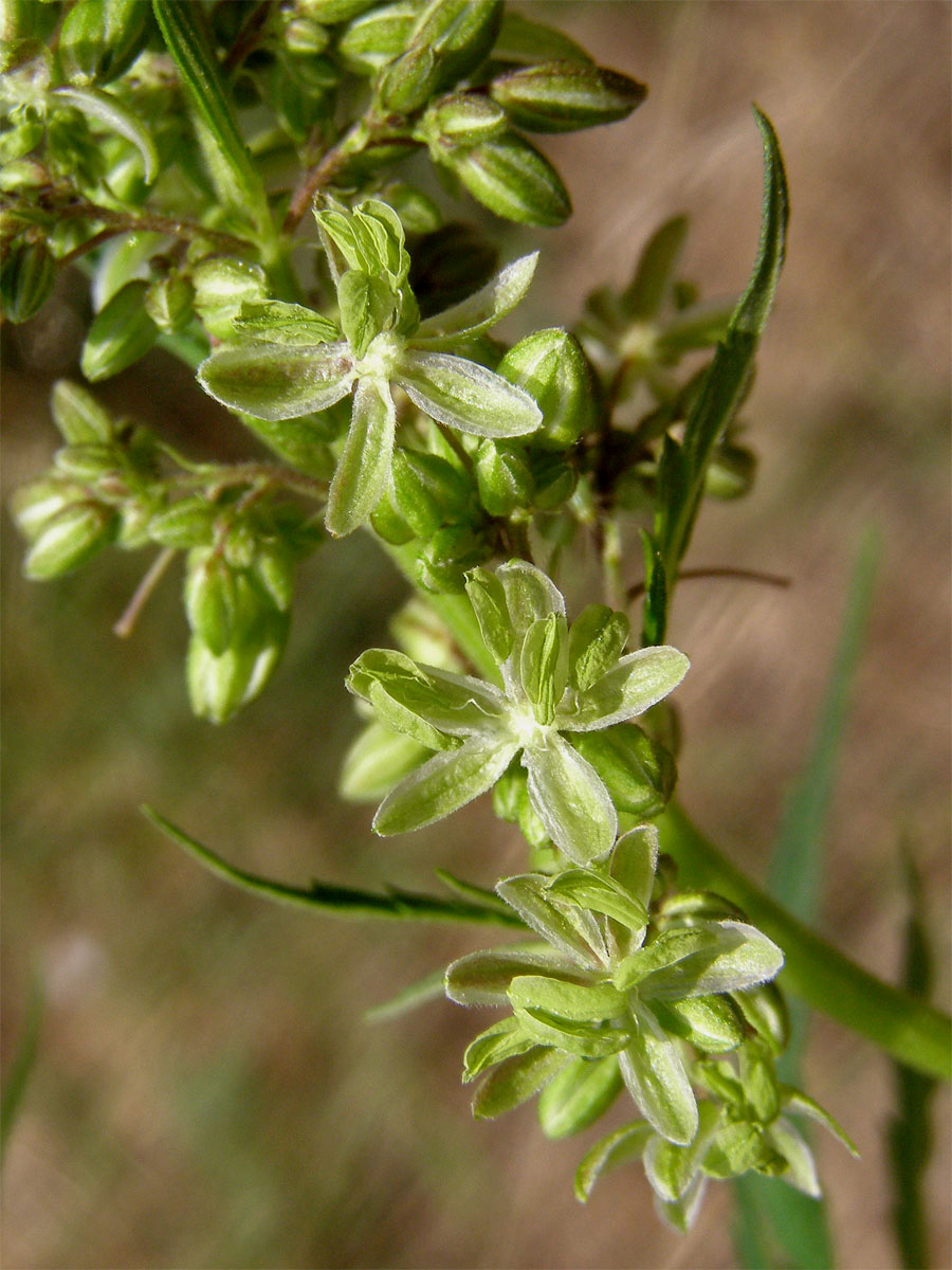 Konopí seté (Cannabis sativa L.)