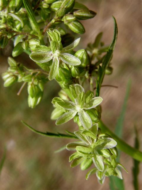 Konopí seté (Cannabis sativa L.)