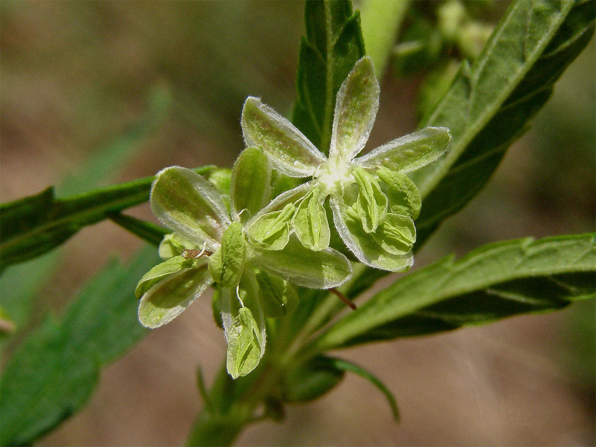 Konopí seté (Cannabis sativa L.)