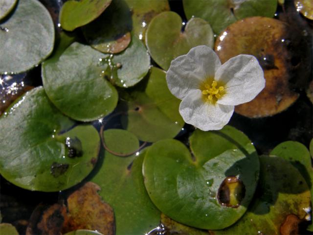 Voďanka žabí (Hydrocharis morsus-ranae L.)