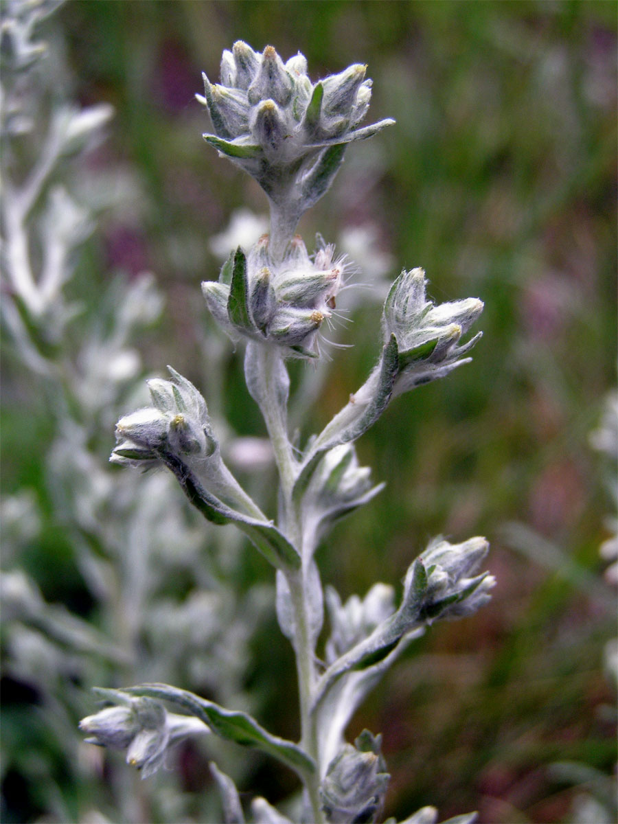 Bělolist rolní (Filago arvensis L.)