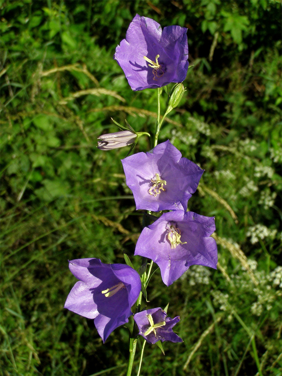 Zvonek broskvolistý (Campanula persicifolia L.)