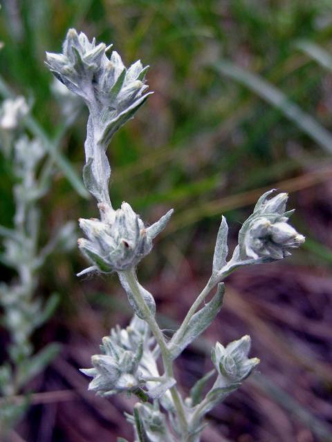 Bělolist rolní (Filago arvensis L.)