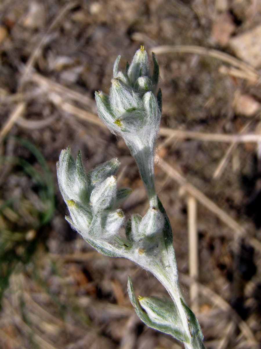 Bělolist rolní (Filago arvensis L.)