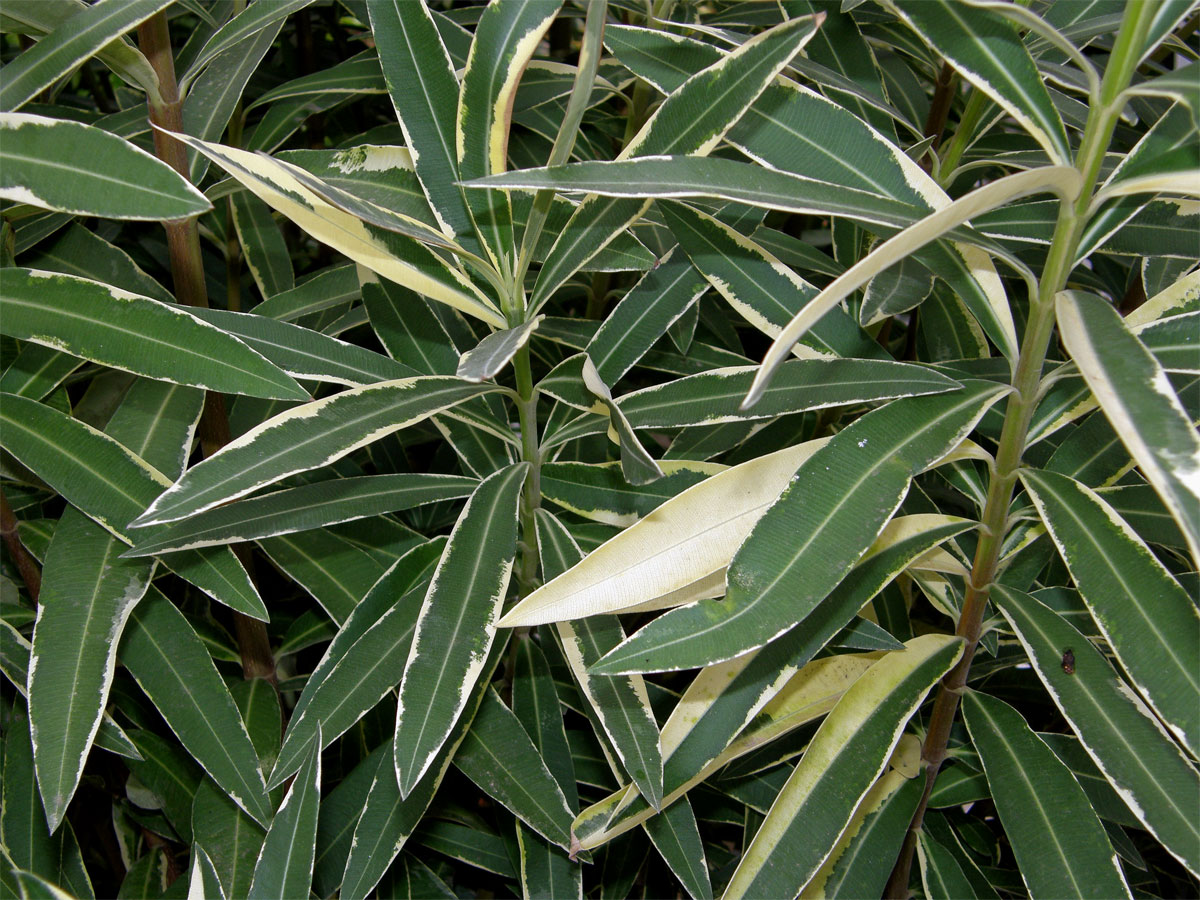 Oleandr obecný (Nerium oleander L.) (1a),  keř s částečným chyběním chlorofylu