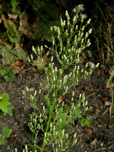 Turanka kanadská (Conyza canadensis (L.) Cronq.)