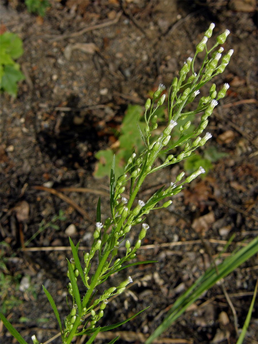 Turanka kanadská (Conyza canadensis (L.) Cronq.)