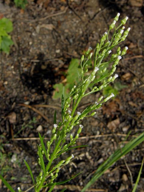 Turanka kanadská (Conyza canadensis (L.) Cronq.)