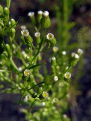 Turanka kanadská (Conyza canadensis (L.) Cronq.)