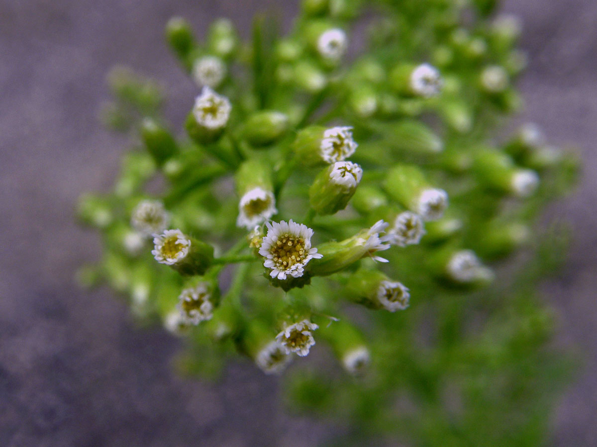 Turanka kanadská (Conyza canadensis (L.) Cronq.)