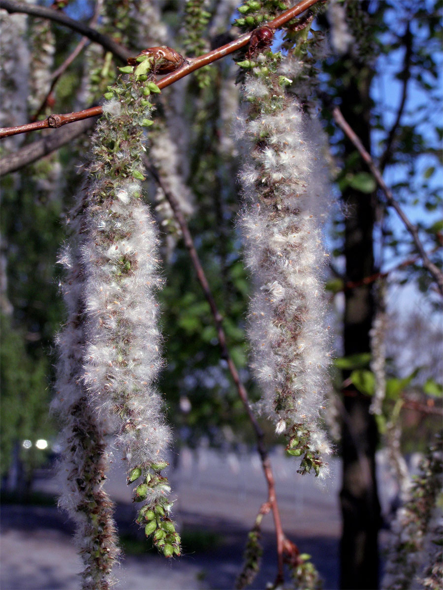 Topol osika (Populus tremula L.)