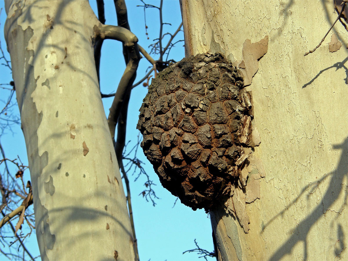 Platan javorolistý (Platanus x hispanica Mill.), nádor na kmeni (1a)