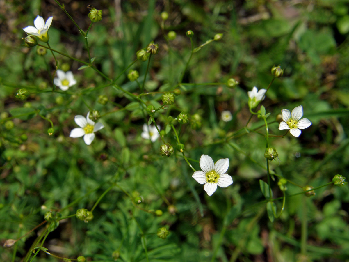 Len počistivý (Linum catharticum L.)