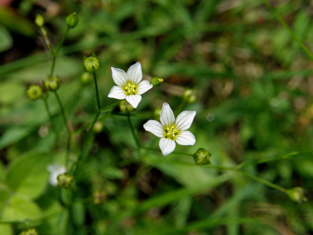 Len počistivý (Linum catharticum L.)