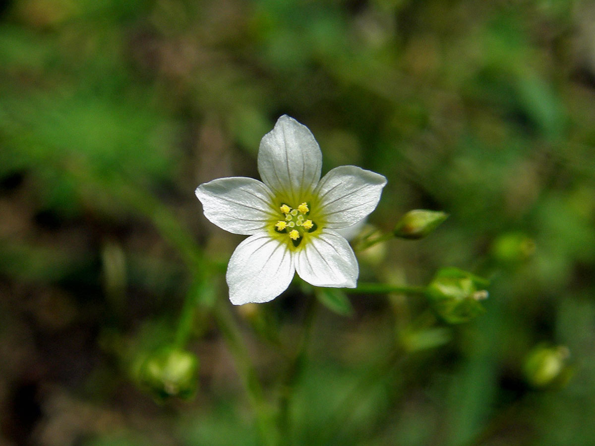 Len počistivý (Linum catharticum L.)