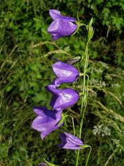 Zvonek broskvolistý (Campanula persicifolia L.)