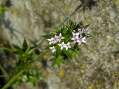 Bračka rolní (Sherardia arvensis L.)