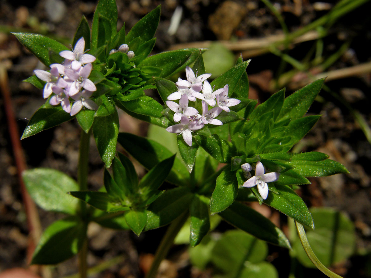 Bračka rolní (Sherardia arvensis L.)