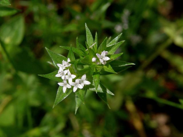 Bračka rolní (Sherardia arvensis L.)