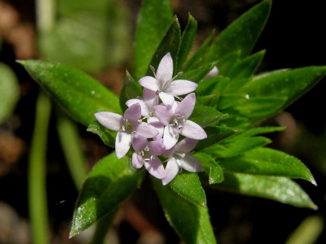 Bračka rolní (Sherardia arvensis L.)