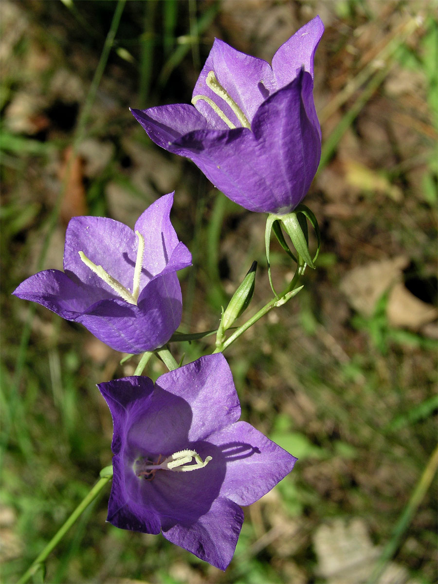 Zvonek broskvolistý (Campanula persicifolia L.)