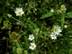 Kolenec rolní (Spergula arvensis L.)