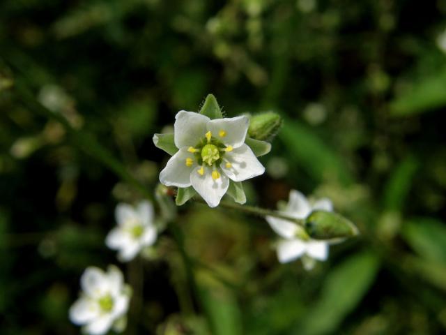 Kolenec rolní (Spergula arvensis L.)