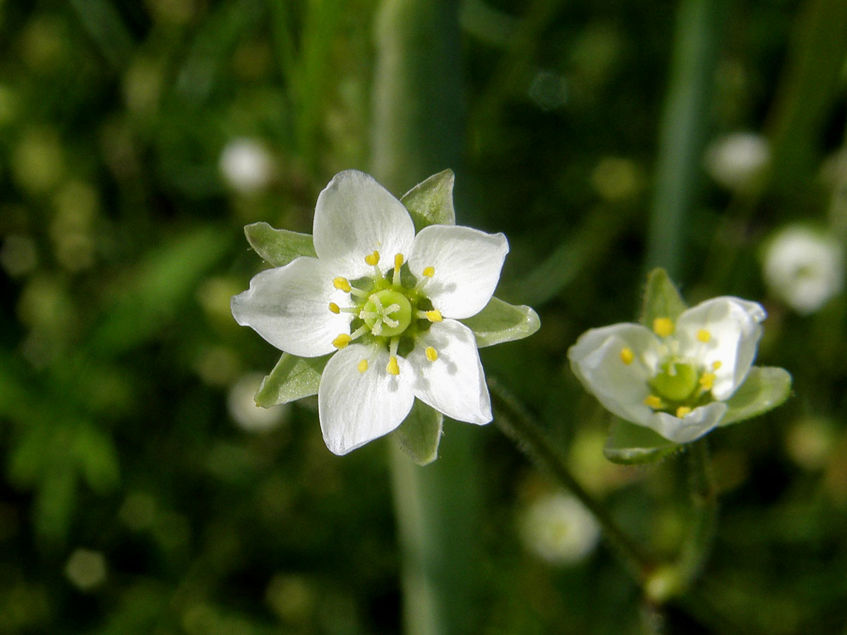 Kolenec rolní (Spergula arvensis L.)